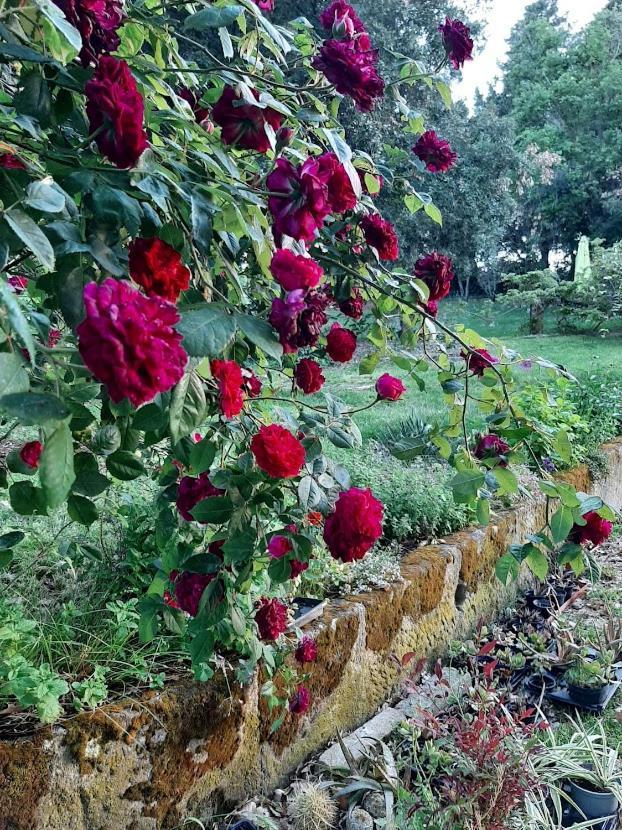 Agriturismo La Romanella Villa Viterbo Luaran gambar